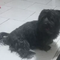 یک سگ  تریر نر بازیگوش و باهوش