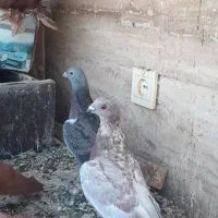 کبوترراعبی موشی|پرنده|پاکدشت, پارچین|دیوار