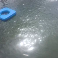 ماهی غزل الا ۵۰ گرمی