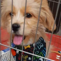 واگذاری سگ پودل کراس