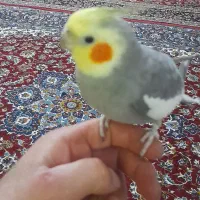 پرنده عروس هلندی