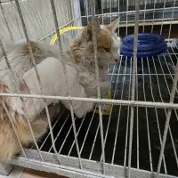 واگذاری رایگان|گربه|کرج, جهان‌شهر|دیوار