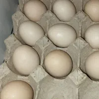 تخم مرغ محلی
