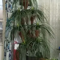 گل با گلدان