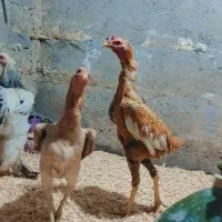 مرغ لاری دانگ بالا و جا دار یک ساله یه تیغ|حیوانات مزرعه|سرپل ذهاب, |دیوار