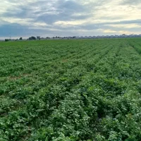 فروش انواع سبزی خورشتی و آش