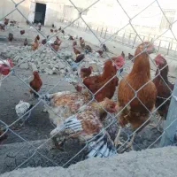 فروش مرغ و خروس محلی|حیوانات مزرعه|پیشوا, |دیوار