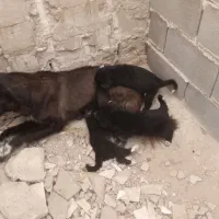 توله قدرجونی