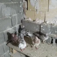 کبوتر  سرور اتشی