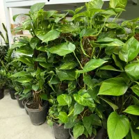 پتوس بار جدید