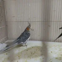 عروس هلندی ابلغ آماده جفت