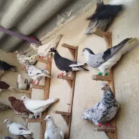 کفتر بوم