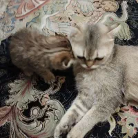 واگذاری بچه گربه