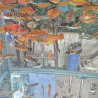 فروش ماهی سوارتل دم شمشیری مولد سایزدرشت