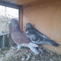 یه جفت مسافتی