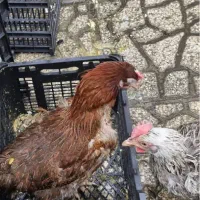 مرغ تخم گذار محلی