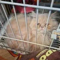 گربه پرشین بسیار باهوش ۳ماهه