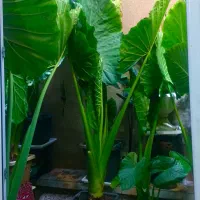 گل بابا ادم نژاد حاره ای برگ پهن( جاینت )|گل و گیاه طبیعی|نوشهر, |دیوار