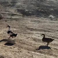 سه تا اوردک ماده تخم میزاره دوتا نر دونه ۳۰۰