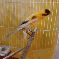 راهب و قناری