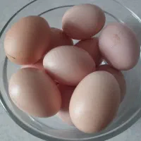 تخم مرغ محلی نطفه دار