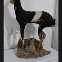 م ج س م ه مصنوعی‌