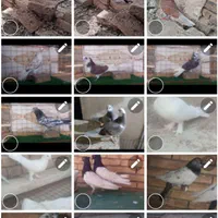 خریدوفروش حیوانات