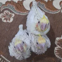 عروس هلندی مولد ب همراه جوجه|پرنده|خرم‌آباد (تنکابن), |دیوار