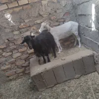 دوتا بز نری خورده