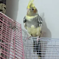 عروس هلندی