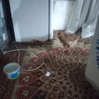 مرغ خونگی|حیوانات مزرعه|مشهد, دانش|دیوار