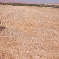 سلام چند عدد کاه پرس شده