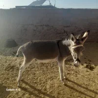 کره خر|حیوانات مزرعه|تربت جام, میان جام|دیوار