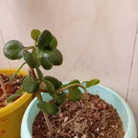 گل قاشقی به همراه گلدون