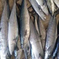 ماهی دریایی جهته بسته بندی|عمدهفروشی|یزد, |دیوار