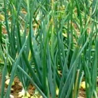 اکیپ کارگری، کارپیاز