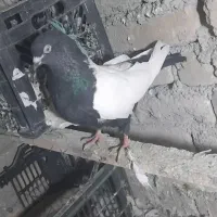 کبوتر قزوینی