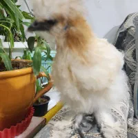 جوجه ابریشمی فول کیفیت