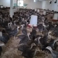 بوقلمون و جوجه مرغ  سر حال تعداد بالا