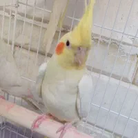 عروس هلندی لوتینو ۲عدد