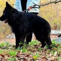 ژرمن بلک شولاین نر|سگ|رشت, منظریه|دیوار