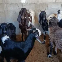 فروش بز دوقلو زا