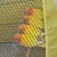 طوطی کوتوله فیشر