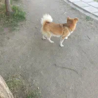 سگ لش گرگی