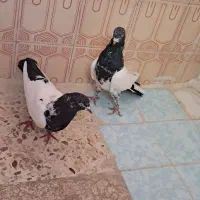 کبوتر