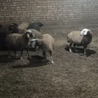 گوسفند داشتی|حیوانات مزرعه|خوانسار, |دیوار