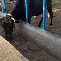 گاو و گوساله محلی. فوری. مناسب|حیوانات مزرعه|قم, بقیع|دیوار