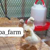 سیلکی ابریشمی