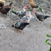 حیوان خانگی جوجه مرغ