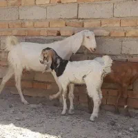 گوسفند|حیوانات مزرعه|خاش, |دیوار